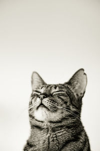 Close-up of a cat over white background