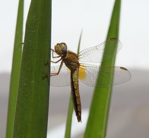 Close-up of dragonfly on leaf