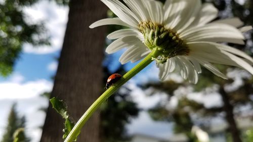 Close-up of insect on flower