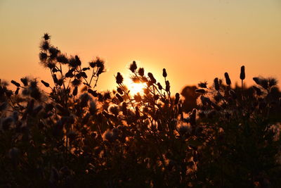 Silhouette plants on field against sky during sunset