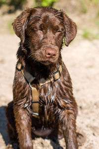 Close-up portrait of dog on beach