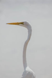 Side view of a bird