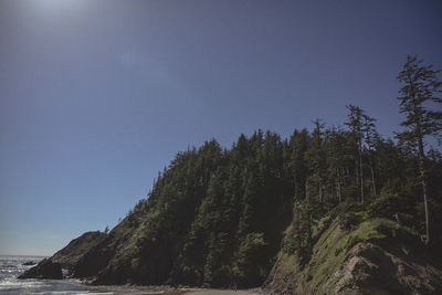 Low angle view of trees in forest against clear blue sky