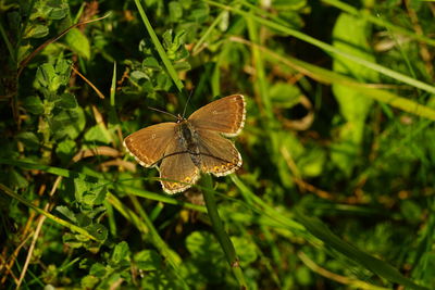 Close-up of butterfly on plant