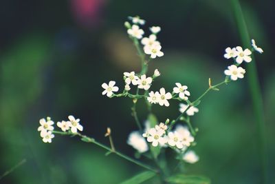 Close-up of white flowering plant on field