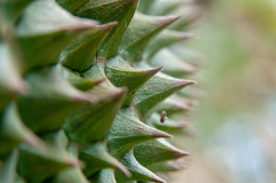 Close-up of succulent plant