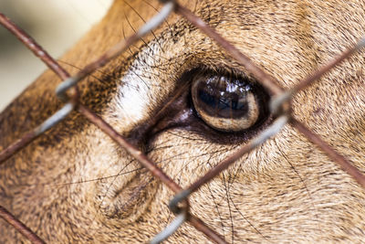 Close-up of dog seen through metal fence