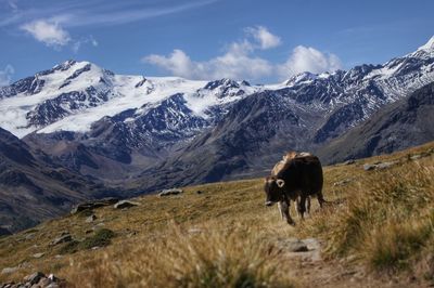 Horse on snowcapped mountain against sky