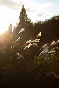 Close-up of flower plant on field against sky