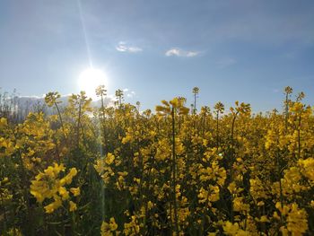 Yellow flowering plants on field against bright sun