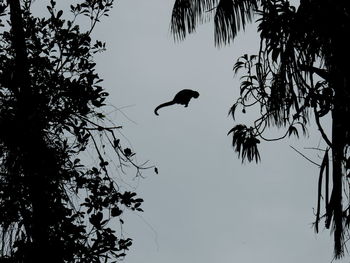 Low angle view of silhouette tree against clear sky