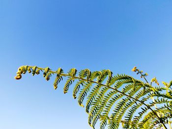 Low angle view of plant against clear blue sky