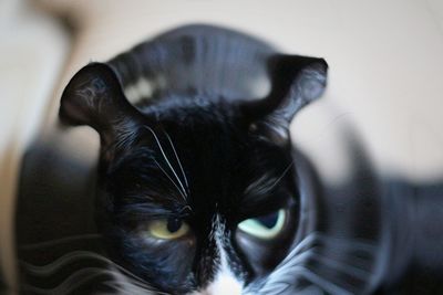 Close-up of a cat at home