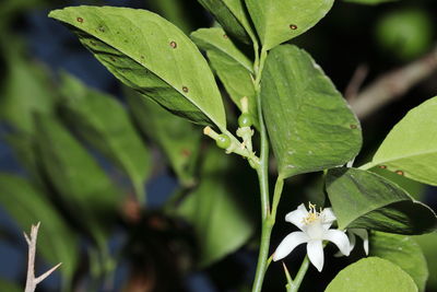 Close-up of green leaves on plant