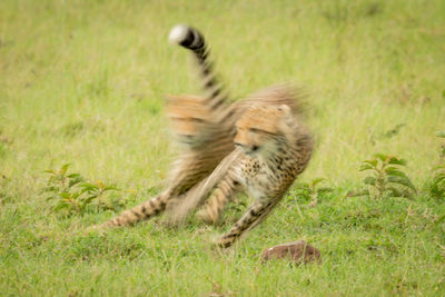 Slow pan of cheetah cub following another