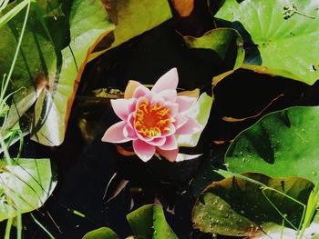 High angle view of pink flowering plant