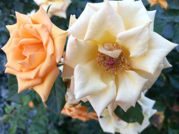 Close-up of roses blooming outdoors