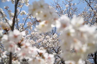 Close-up of cherry blossom tree