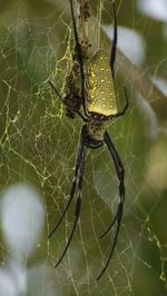 Close-up of spider on web