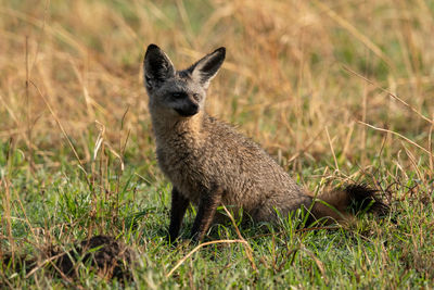 Close-up of fox sitting on land