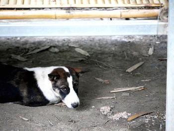 High angle portrait of a dog