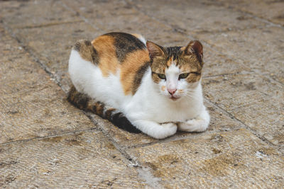 High angle view of cat sitting on floor