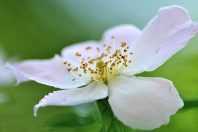 Close-up of white flowering plant