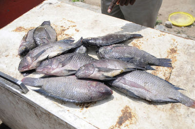 High angle view of fish for sale at market