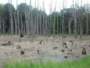 Trees on grass