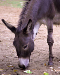 Close-up of horse on field