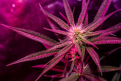 Close-up of purple flowering plant of herb