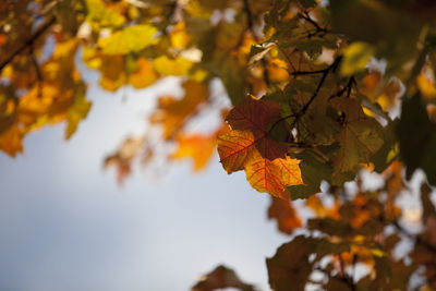 Low angle view of maple tree