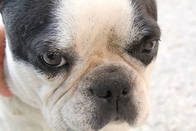 Close-up portrait of french bulldog