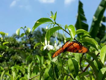 Close-up of butterfly perching on plant