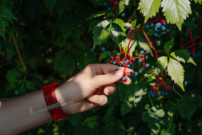 Man's hand holding poisonous blue ivy fruits