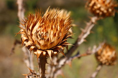 Close-up of wilted plant