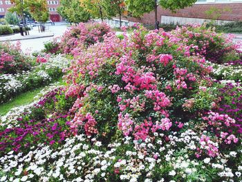 Close-up of fresh pink flowers blooming in park