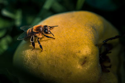 Close-up of bee pollinating on flower