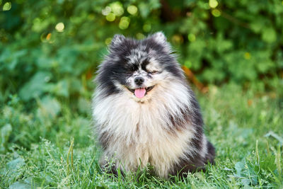 Portrait of dog on field