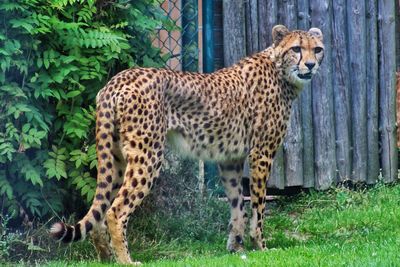 Cheetah on grassy field at zoo