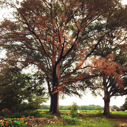 Trees on landscape during autumn