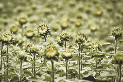 Close-up of yellow flowering plants on field