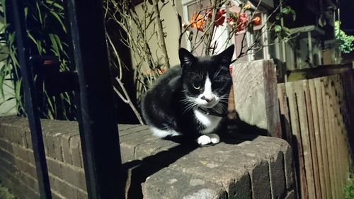 Portrait of cat sitting on wood