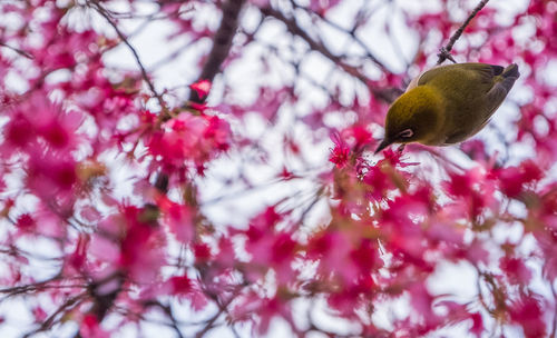 Close-up of bird perching on tree