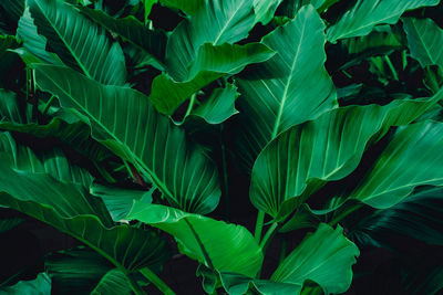 Full frame shot of fresh green leaves