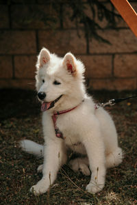 White samoyed puppy sitting in the yard. cute pets concept.