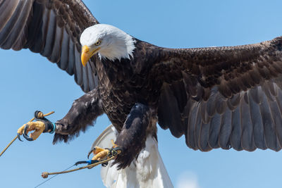 Close up of a bald eagle flying in a falconry demonstration.