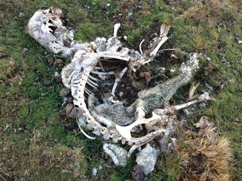 Plants growing on field