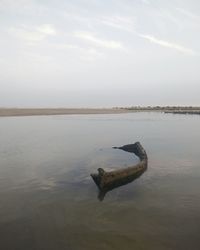 Reflection of trees in sea