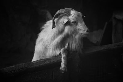 Goat by fence at farm